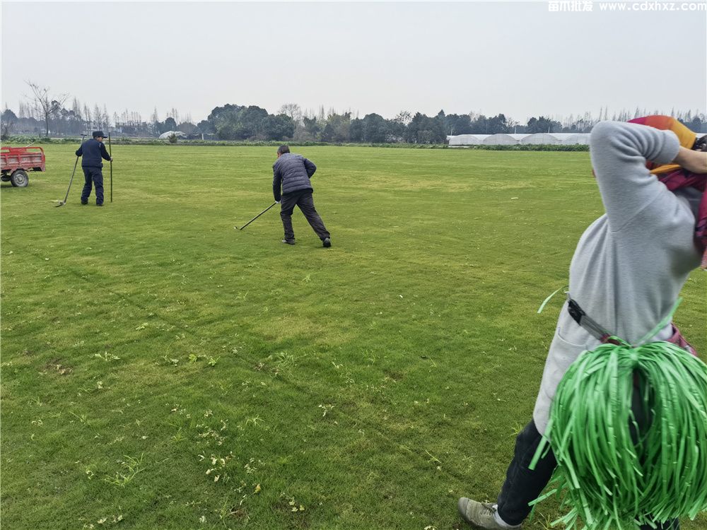 小区草坪种什么草好? 小区草坪种什么草好?