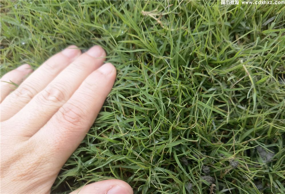 小区草坪种什么草好? 小区草坪种什么草好?