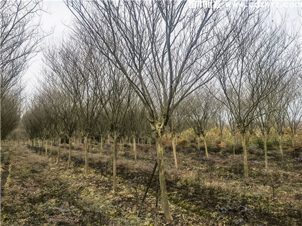 8-10公分的大红紫薇多少钱一株? 8-10公分的大红紫薇多少钱一株?