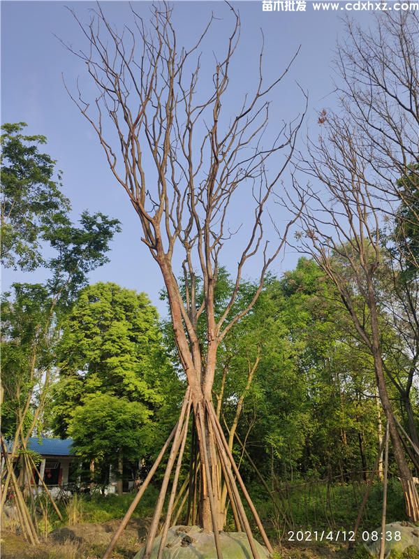 20公分黄连木苗木基地有哪里有? 20公分黄连木苗木基地有哪里有?