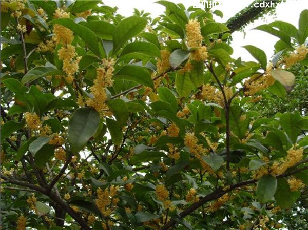 八月桂花树10公分价格,高杆树冠(W)300~350cm 八月桂花树10公分价格,高杆树冠(W)300~350cm