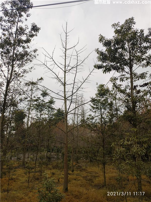 白果树(银杏树)价格多少钱一株?批发实生苗10~30公分 白果树(银杏树)价格多少钱一株?批发实生苗10~30公分