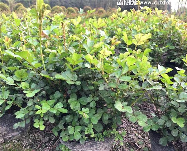 丰花月季图片 丰花月季图片