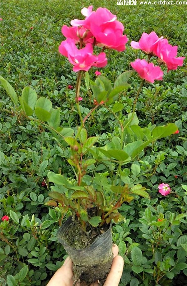 丰花月季图片 丰花月季图片