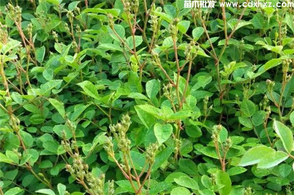 丰花月季图片 丰花月季图片