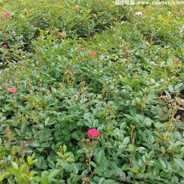 丰花月季图片 丰花月季图片