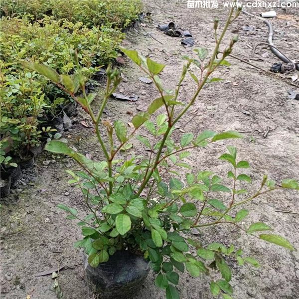 丰花月季图片 丰花月季图片