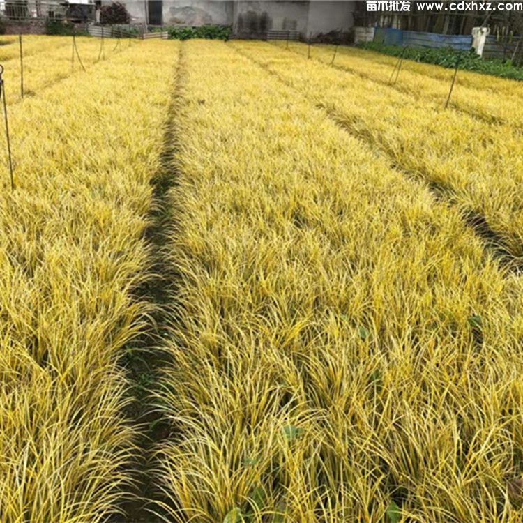 菖蒲价格:杯苗和地苗高度20~30公分 菖蒲价格:杯苗和地苗高度20~30公分