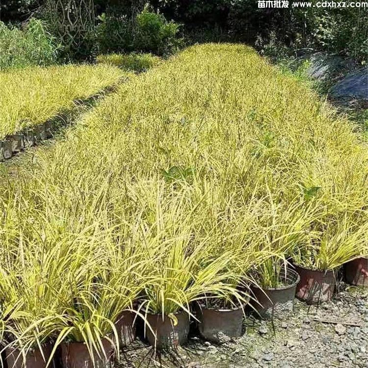 菖蒲价格:杯苗和地苗高度20~30公分 菖蒲价格:杯苗和地苗高度20~30公分