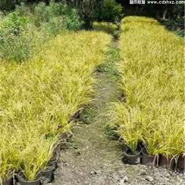 菖蒲价格:杯苗和地苗高度20~30公分 菖蒲价格:杯苗和地苗高度20~30公分