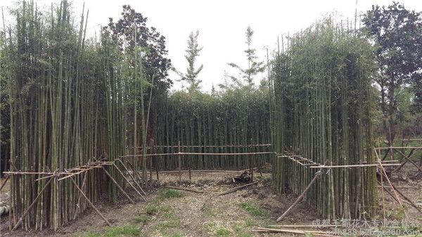 琴丝竹多少钱一株,高度200~400cm 琴丝竹多少钱一株,高度200~400cm