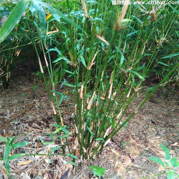 琴丝竹多少钱一株,高度200~400cm 琴丝竹多少钱一株,高度200~400cm