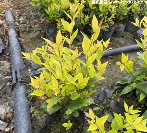 金森女贞图片 金森女贞图片