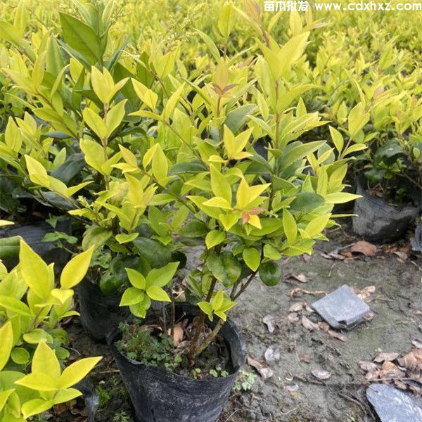 金森女贞图片 金森女贞图片