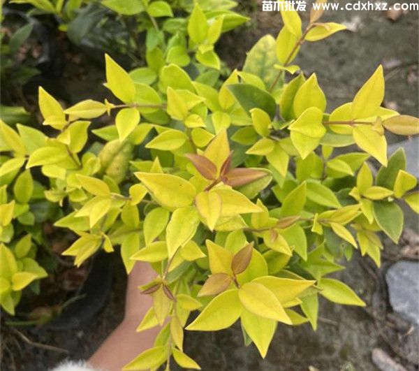 金森女贞图片 金森女贞图片