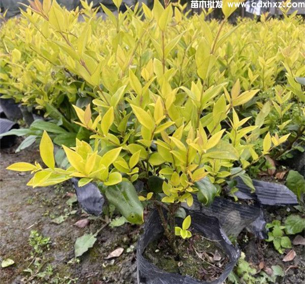 金森女贞图片 金森女贞图片