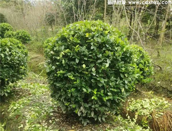 金森女贞图片 金森女贞图片