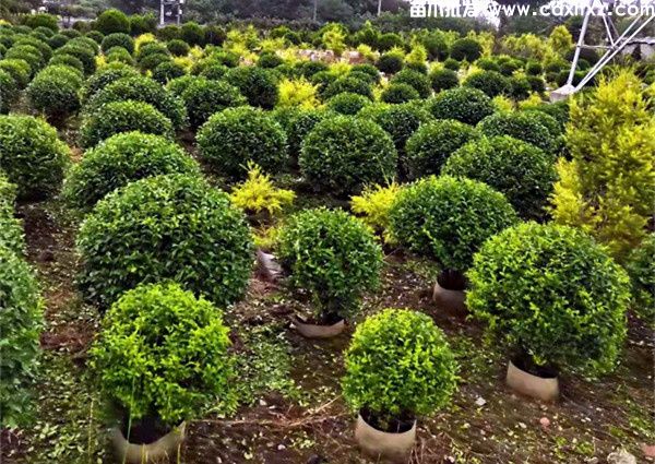 金禾女贞图片 金禾女贞图片