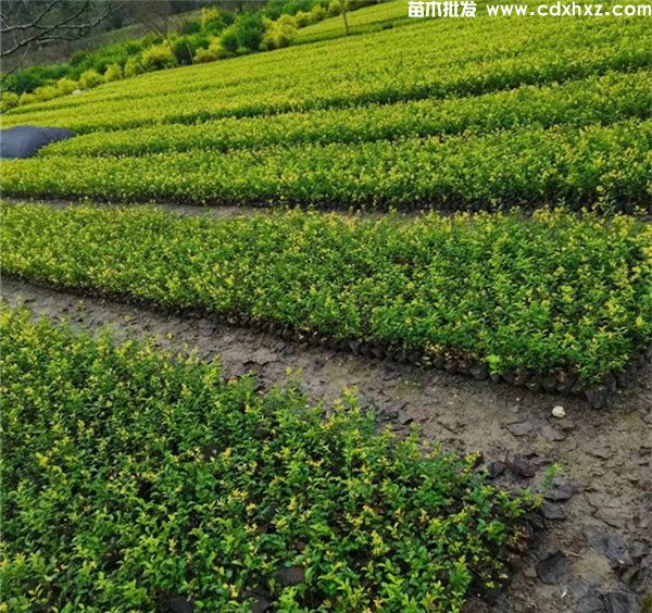 金禾女贞图片 金禾女贞图片