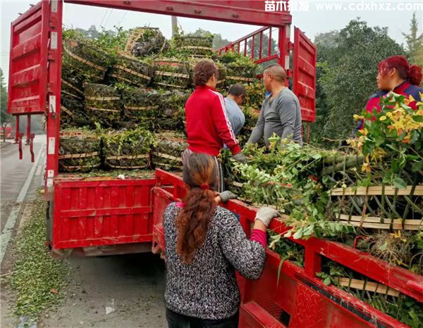 金禾女贞图片 金禾女贞图片
