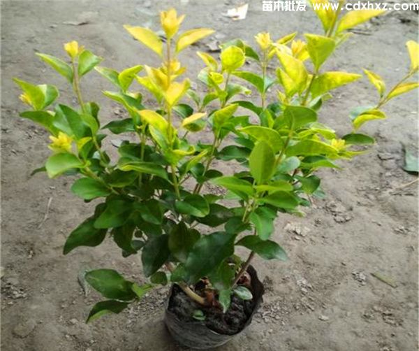 金禾女贞图片 金禾女贞图片