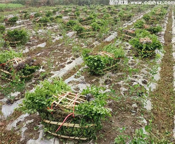 金禾女贞图片 金禾女贞图片