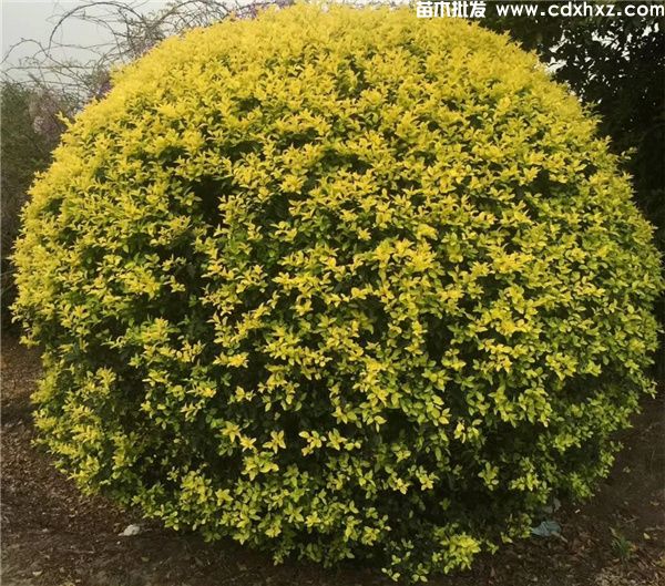 金禾女贞图片 金禾女贞图片