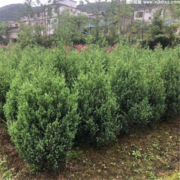 贵州可以种植移栽蜀桧/塔柏吗? 贵州可以种植移栽蜀桧/塔柏吗?