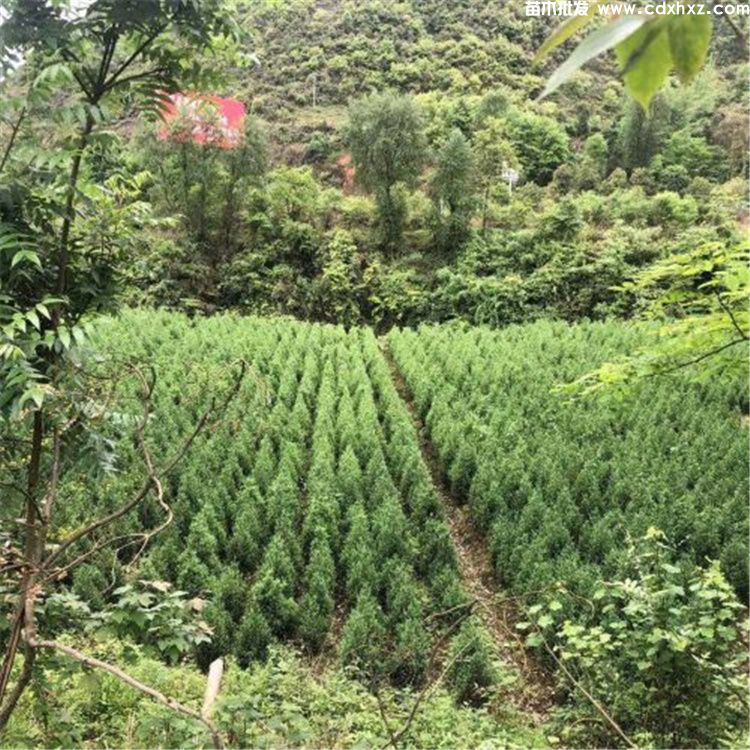 贵州可以种植移栽蜀桧/塔柏吗? 贵州可以种植移栽蜀桧/塔柏吗?