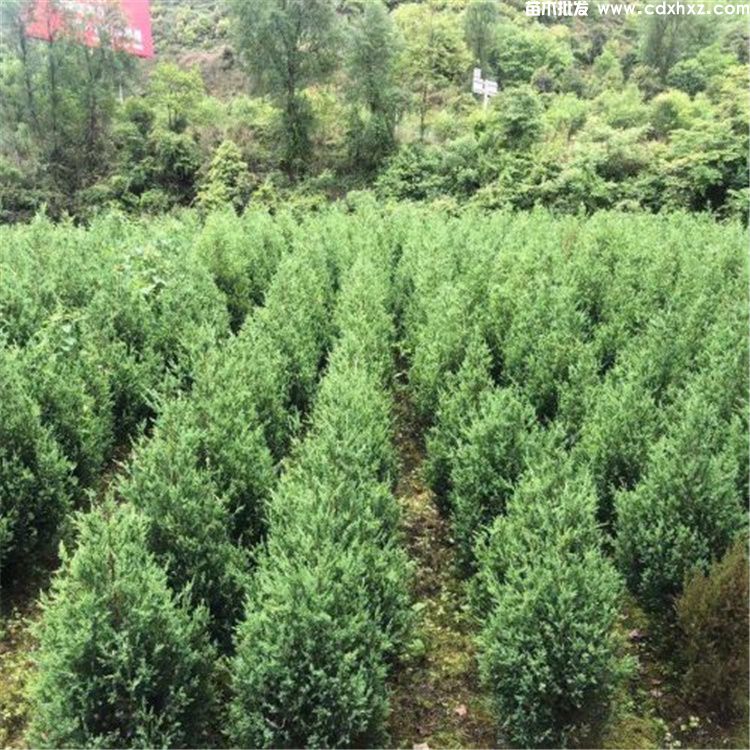 贵州可以种植移栽蜀桧/塔柏吗? 贵州可以种植移栽蜀桧/塔柏吗?