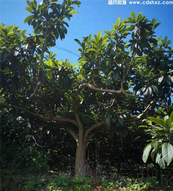 贵州地径6公分7公分枇杷哪里有卖? 贵州地径6公分7公分枇杷哪里有卖?