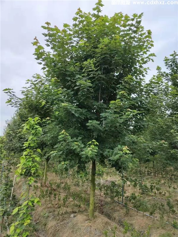 15公分美国红枫十月光辉多少钱? 15公分美国红枫十月光辉多少钱?