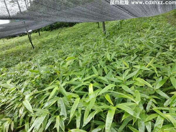 景观竹子基地哪有?附近哪有大型竹苗批发? 景观竹子基地哪有?附近哪有大型竹苗批发?