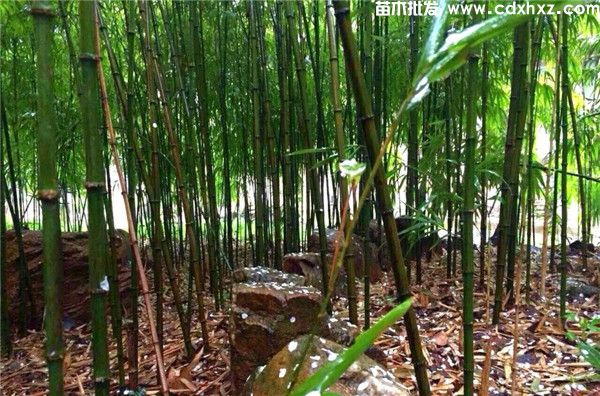 景观竹子基地哪有?附近哪有大型竹苗批发? 景观竹子基地哪有?附近哪有大型竹苗批发?