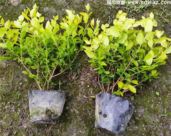 金叶女贞绿篱多少钱一平米？