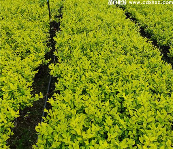 金叶女贞绿篱多少钱一平米？