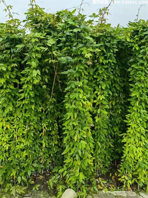 矿山使用油麻藤好吗?规格如何? 矿山使用油麻藤好吗?规格如何?