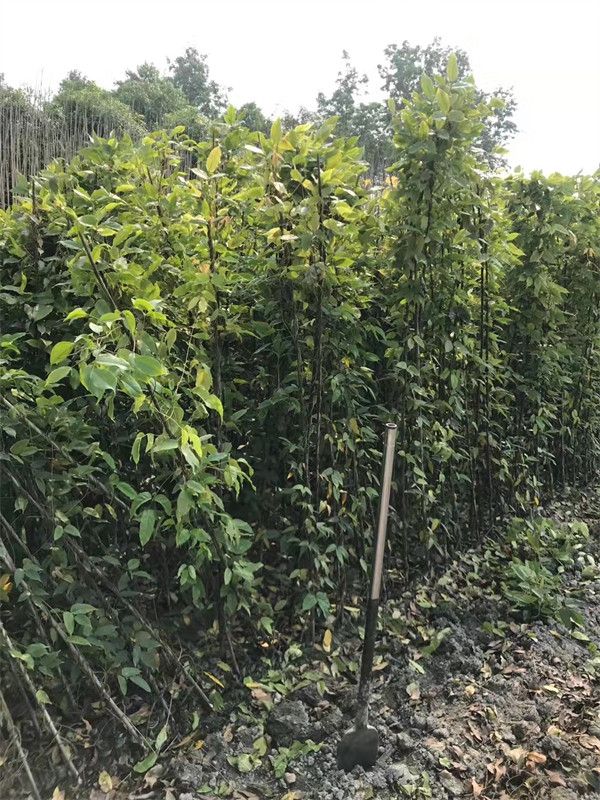 矿山使用油麻藤好吗?规格如何? 矿山使用油麻藤好吗?规格如何?