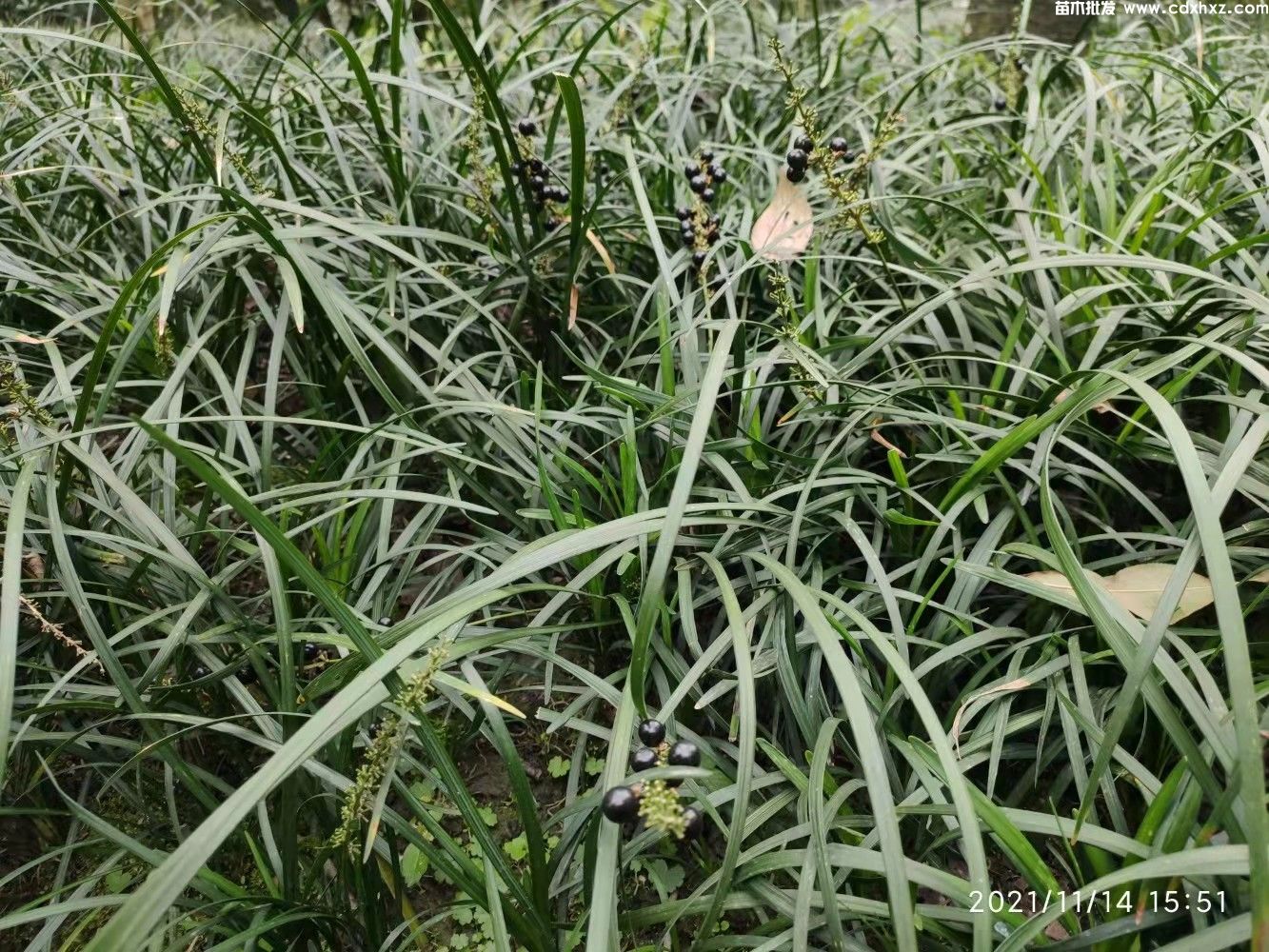 兰花三七哪里买?哪里有卖的基地? 兰花三七哪里买?哪里有卖的基地?