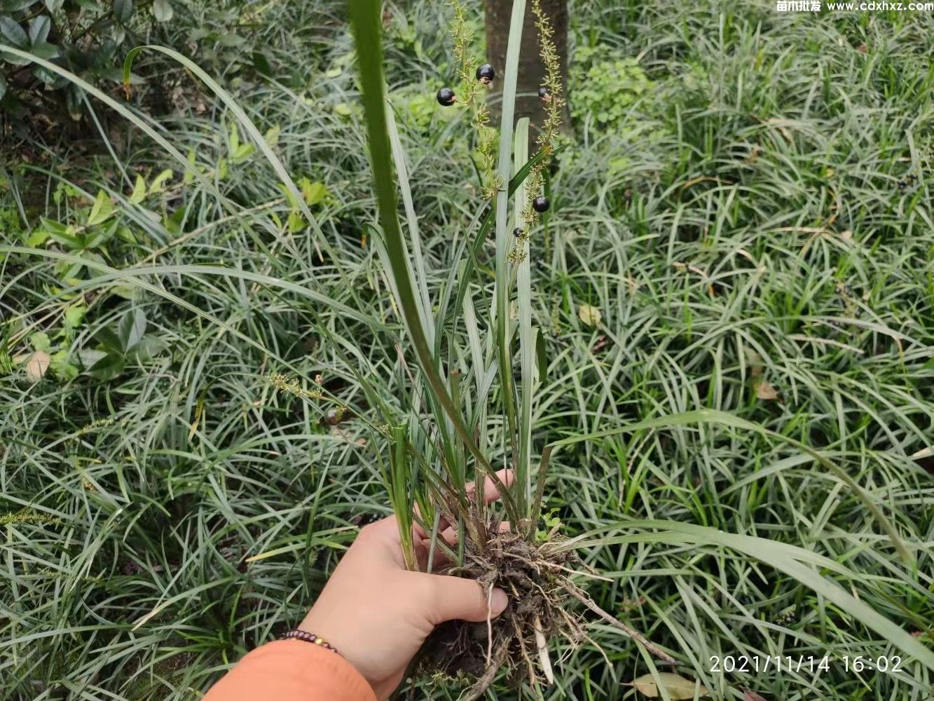 兰花三七哪里买?哪里有卖的基地? 兰花三七哪里买?哪里有卖的基地?