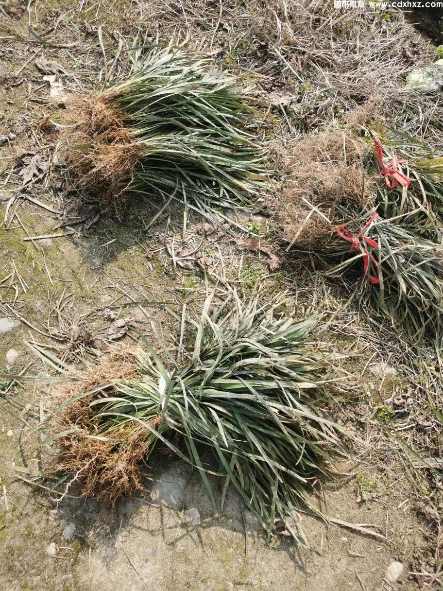 兰花三七哪里买?哪里有卖的基地? 兰花三七哪里买?哪里有卖的基地?