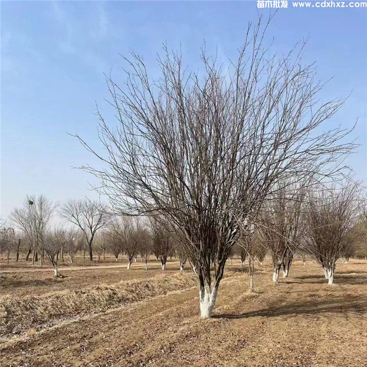 怎样区分垂丝海棠和西府海棠？