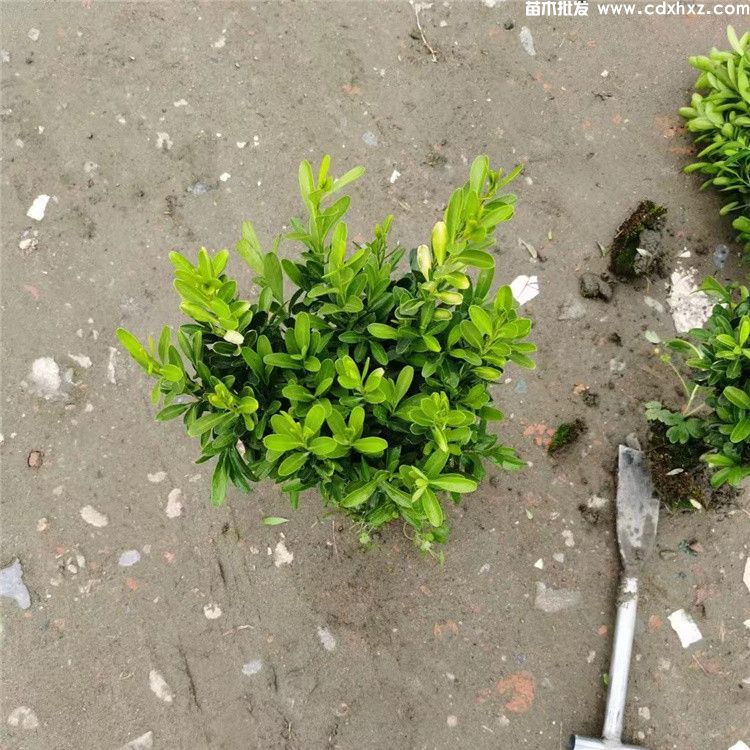 雀舌黄杨图片 雀舌黄杨图片