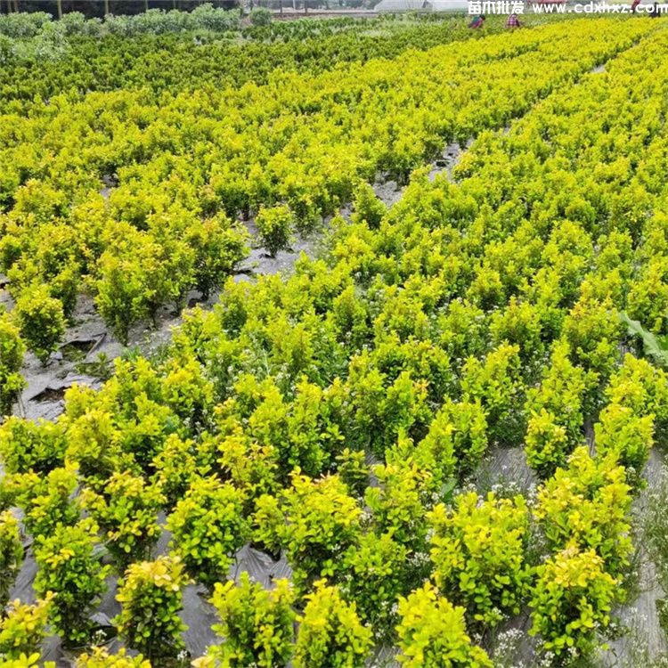 雀舌黄杨图片 雀舌黄杨图片
