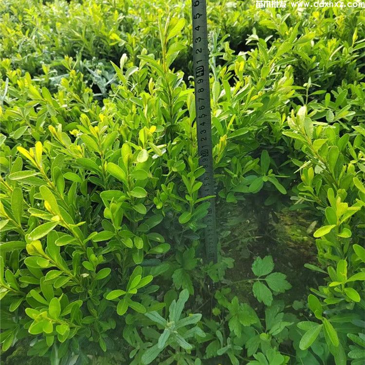 雀舌黄杨图片 雀舌黄杨图片