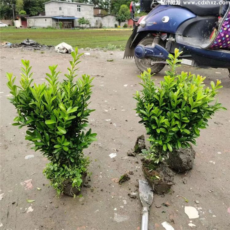 雀舌黄杨图片 雀舌黄杨图片