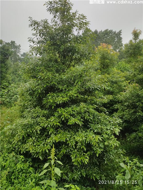 桢楠小苗适合几月份移栽? 桢楠小苗适合几月份移栽?