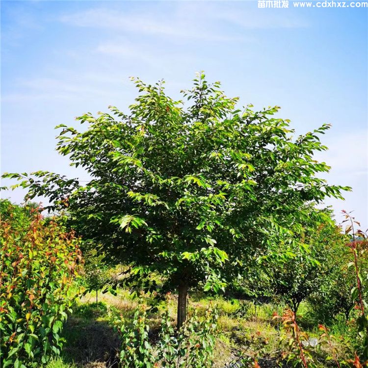 日本晚樱和山樱花有什么不同? 日本晚樱和山樱花有什么不同?