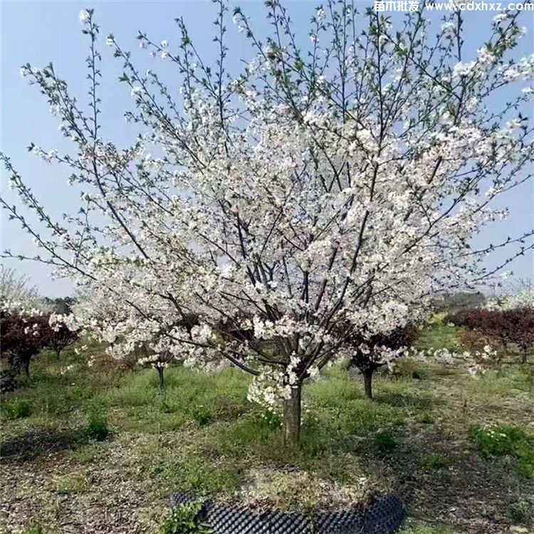 日本晚樱和山樱花有什么不同? 日本晚樱和山樱花有什么不同?