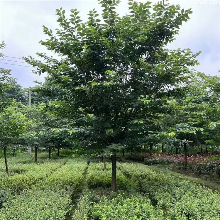 日本晚樱和山樱花有什么不同? 日本晚樱和山樱花有什么不同?